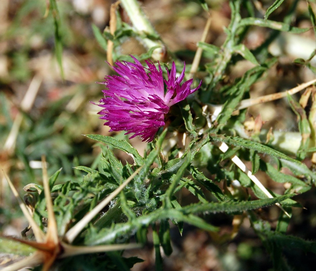 Composite spinose da Monte Pallano (CH) Abruzzo